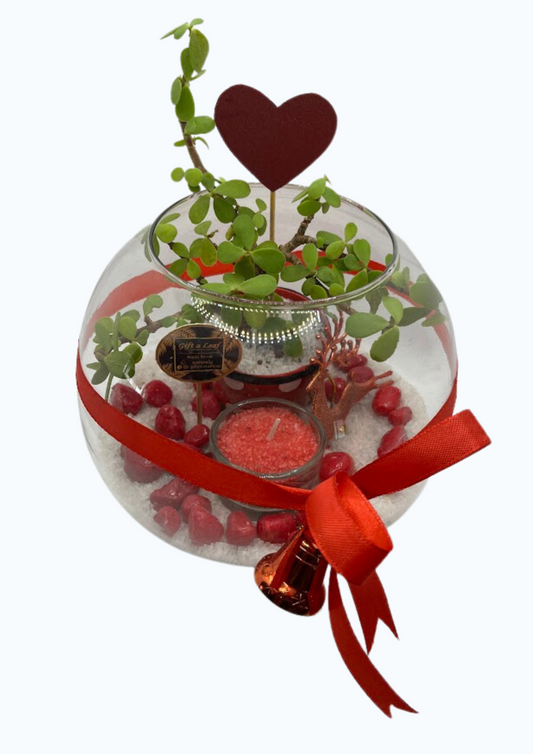 GL103- Red and White pot of love Terrarium