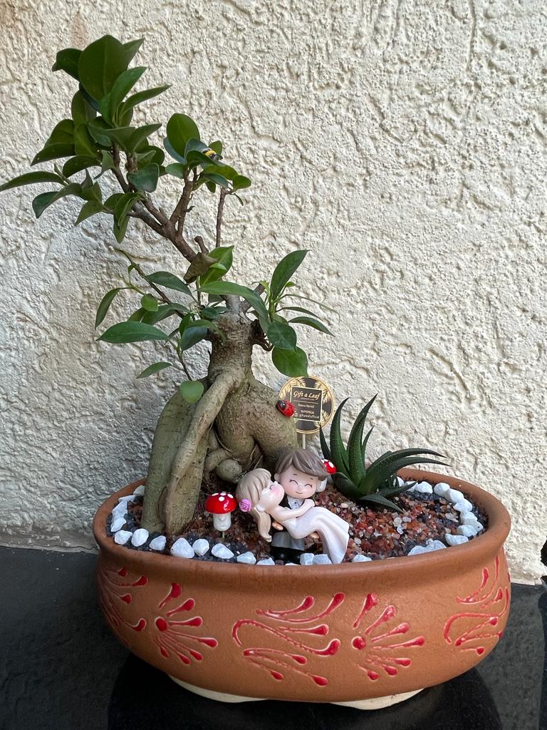 GL148 - Bonsai Ficus Fairy Garden