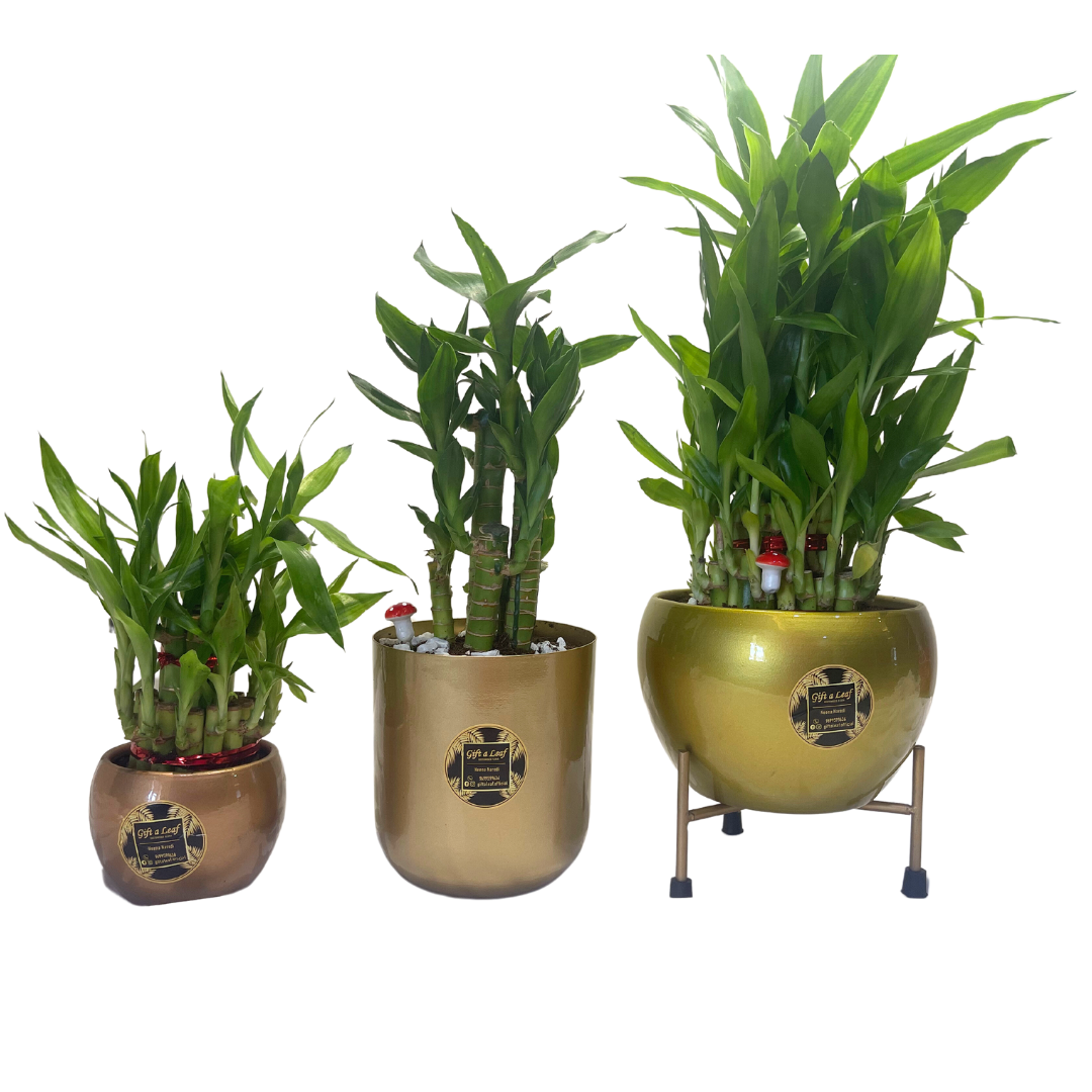 GL193 - Metal Pots with Lucky Bamboo