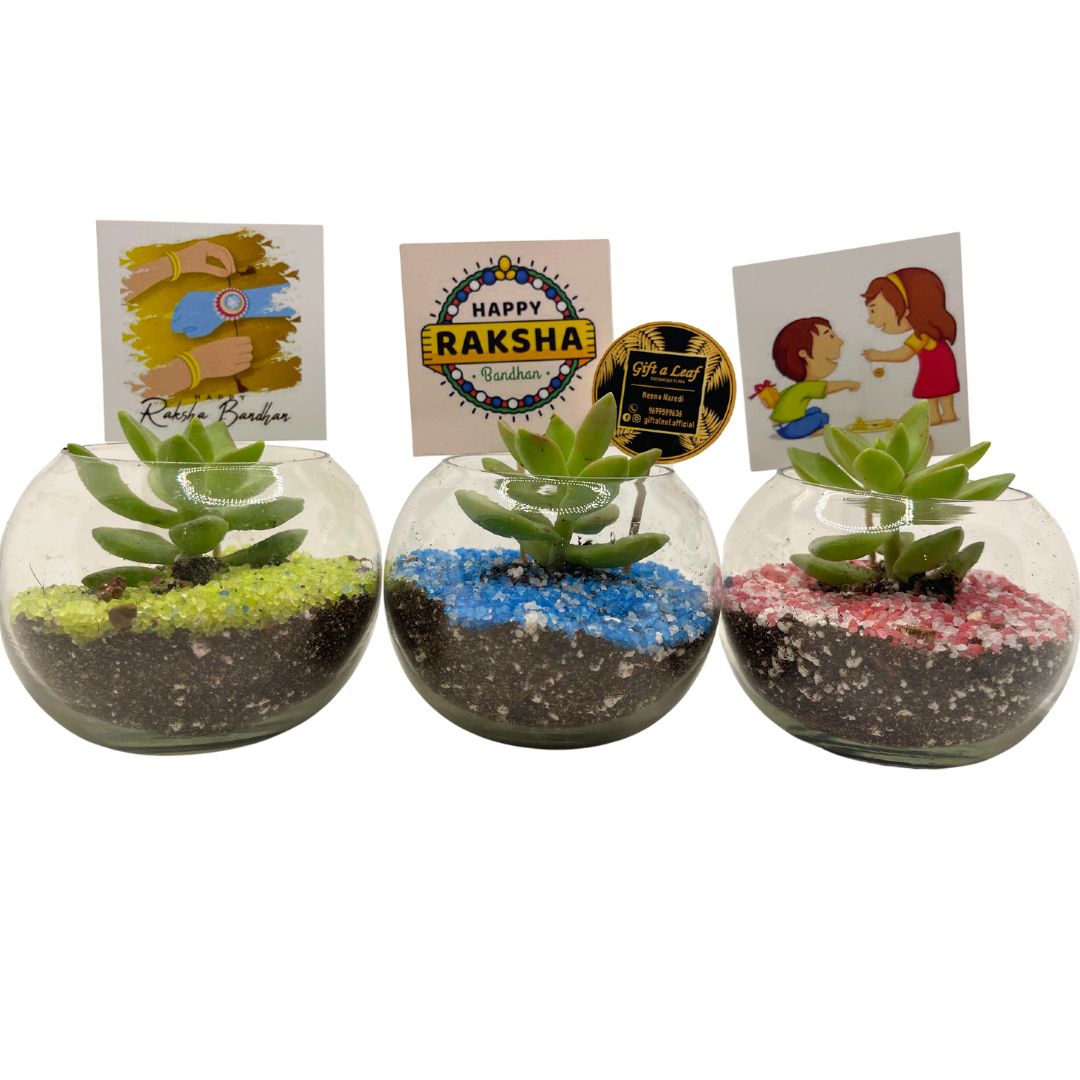 GL191 - Small Succulent Table Pot (One Piece)