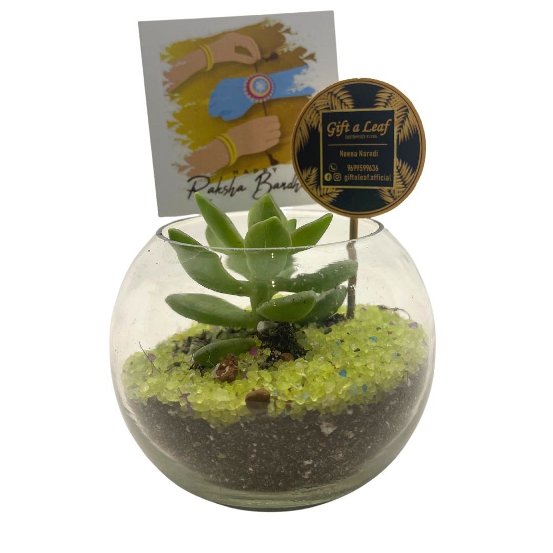 GL191 - Small Succulent Table Pot (One Piece)