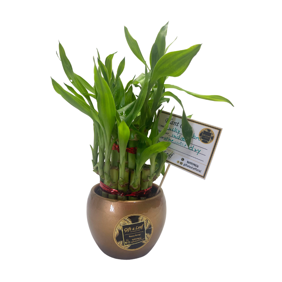 GL193 - Metal Pots with Lucky Bamboo