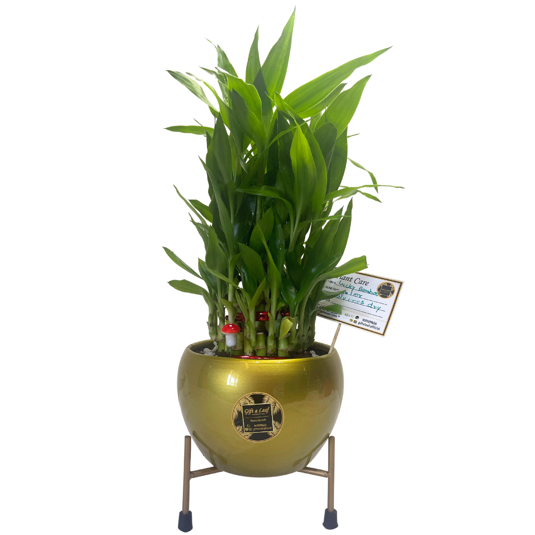 GL193 - Metal Pots with Lucky Bamboo