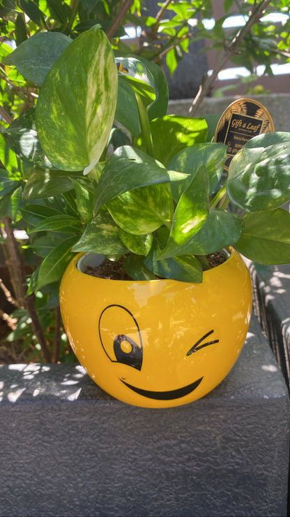 GL152 -Yellow Smiley Metal pot with Money Plant