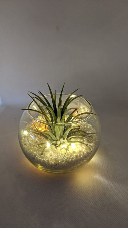 GL142 - Exclusive Air plant with Lights and Pearls