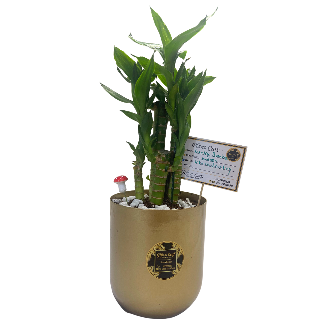 GL193 - Metal Pots with Lucky Bamboo