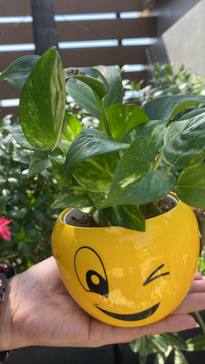 GL152 -Yellow Smiley Metal pot with Money Plant