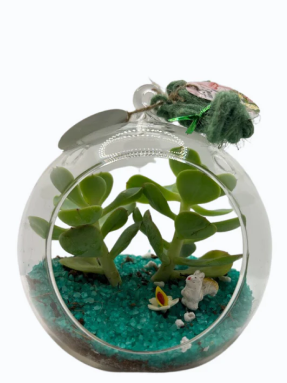 GL111- Medium size round terrarium with succulent