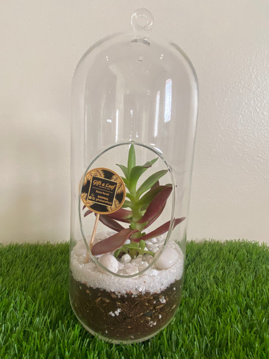 GL149 - Closed Cylindrical Terrarium