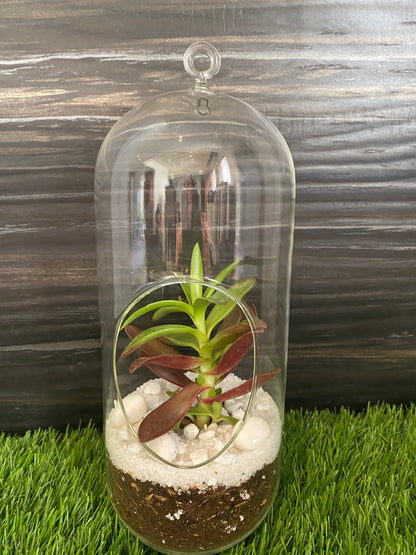 GL149 - Closed Cylindrical Terrarium