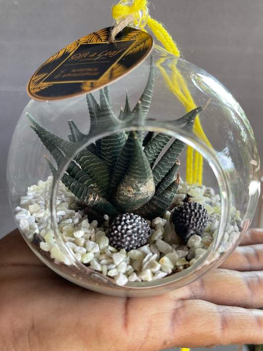 GL56 - Small Round Hanging Glass Terrarium