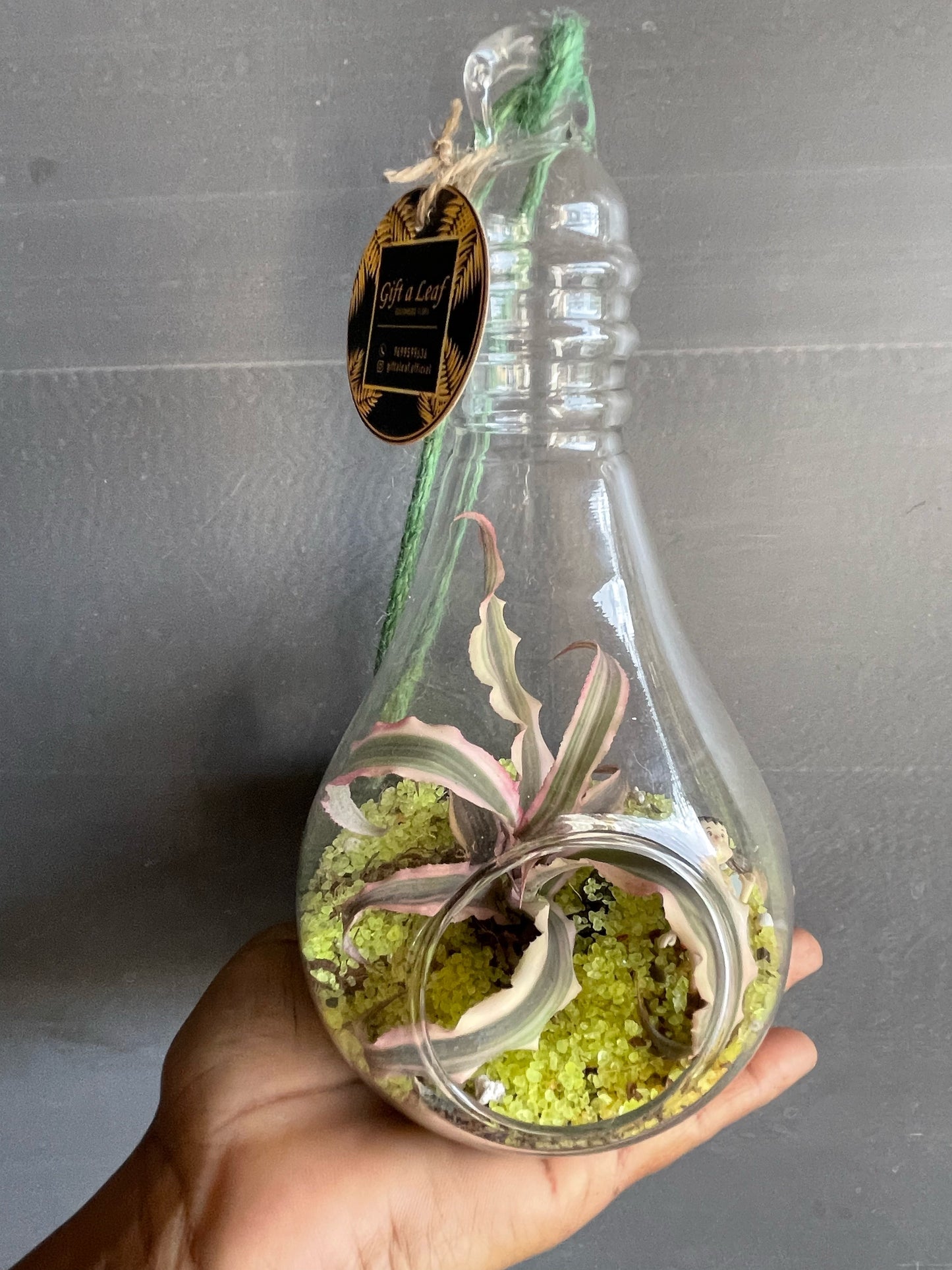 GL1- Glass Bulb Terrarium