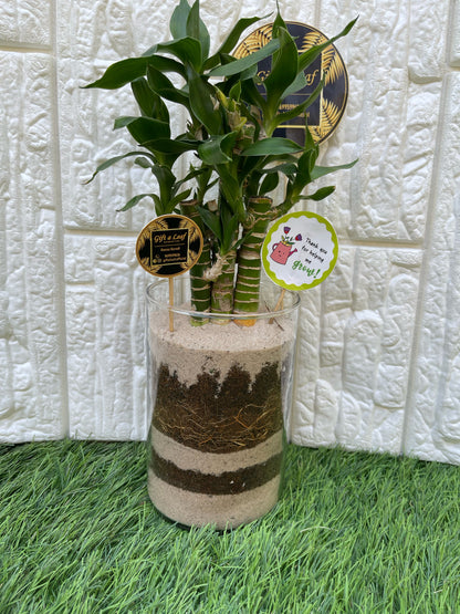 GL86 - Lucky bamboo in Cylindrical Glass