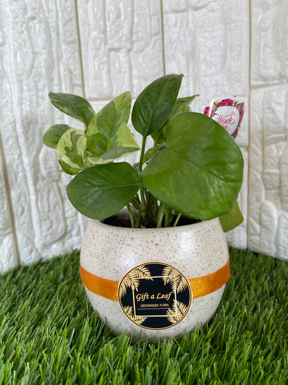 GL28 - Single piece small ceramic pot with plant.