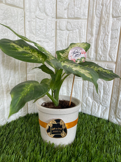 GL25- Aglaonema Snow White Plant with Ceramic Pot