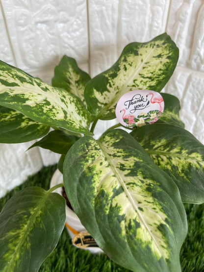 GL25- Aglaonema Snow White Plant with Ceramic Pot