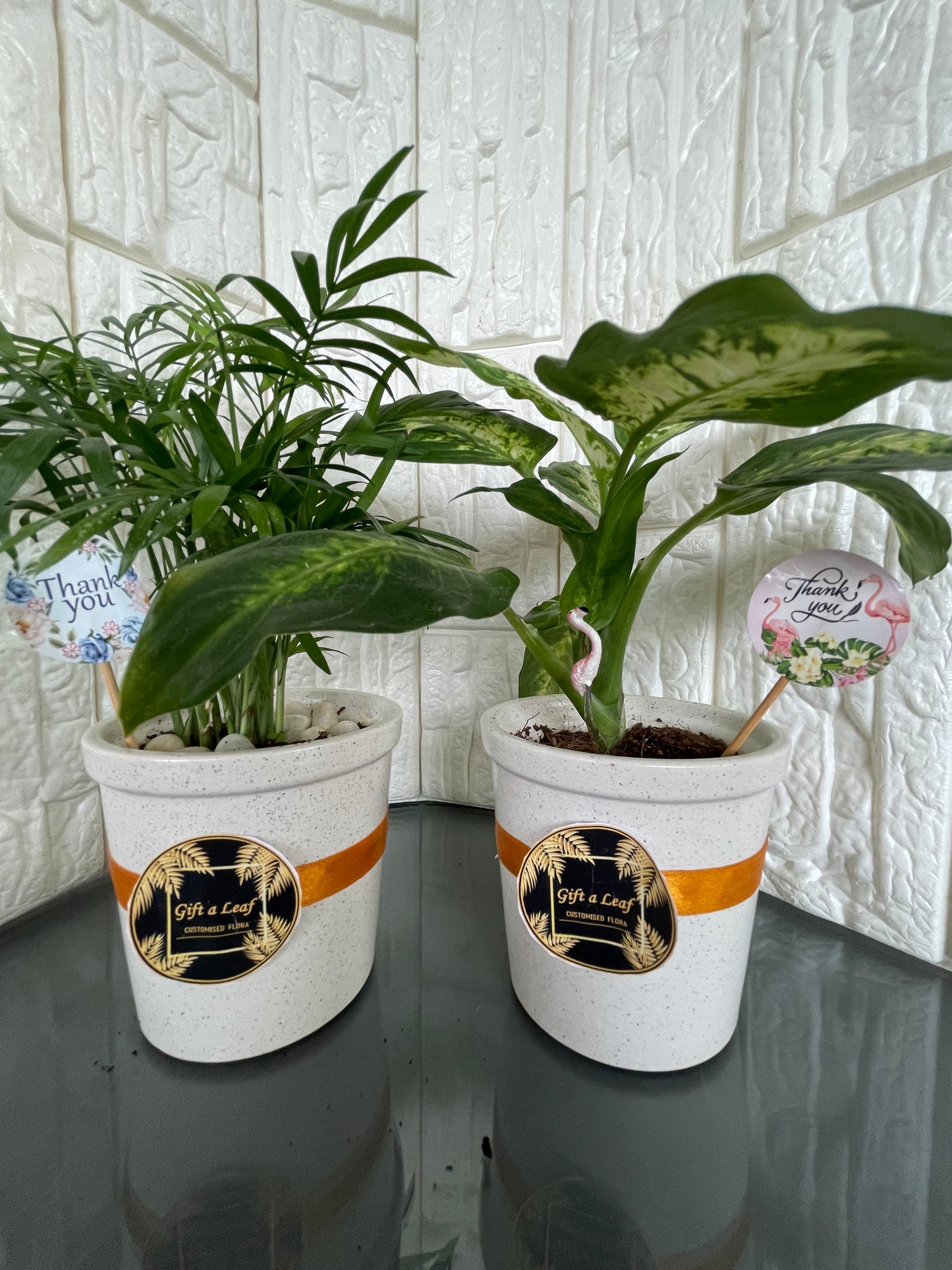 GL25- Aglaonema Snow White Plant with Ceramic Pot