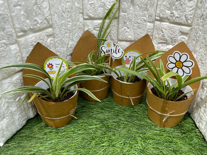 GL82 -  Small size plastic pot with spider plant (Set of 20 plants)