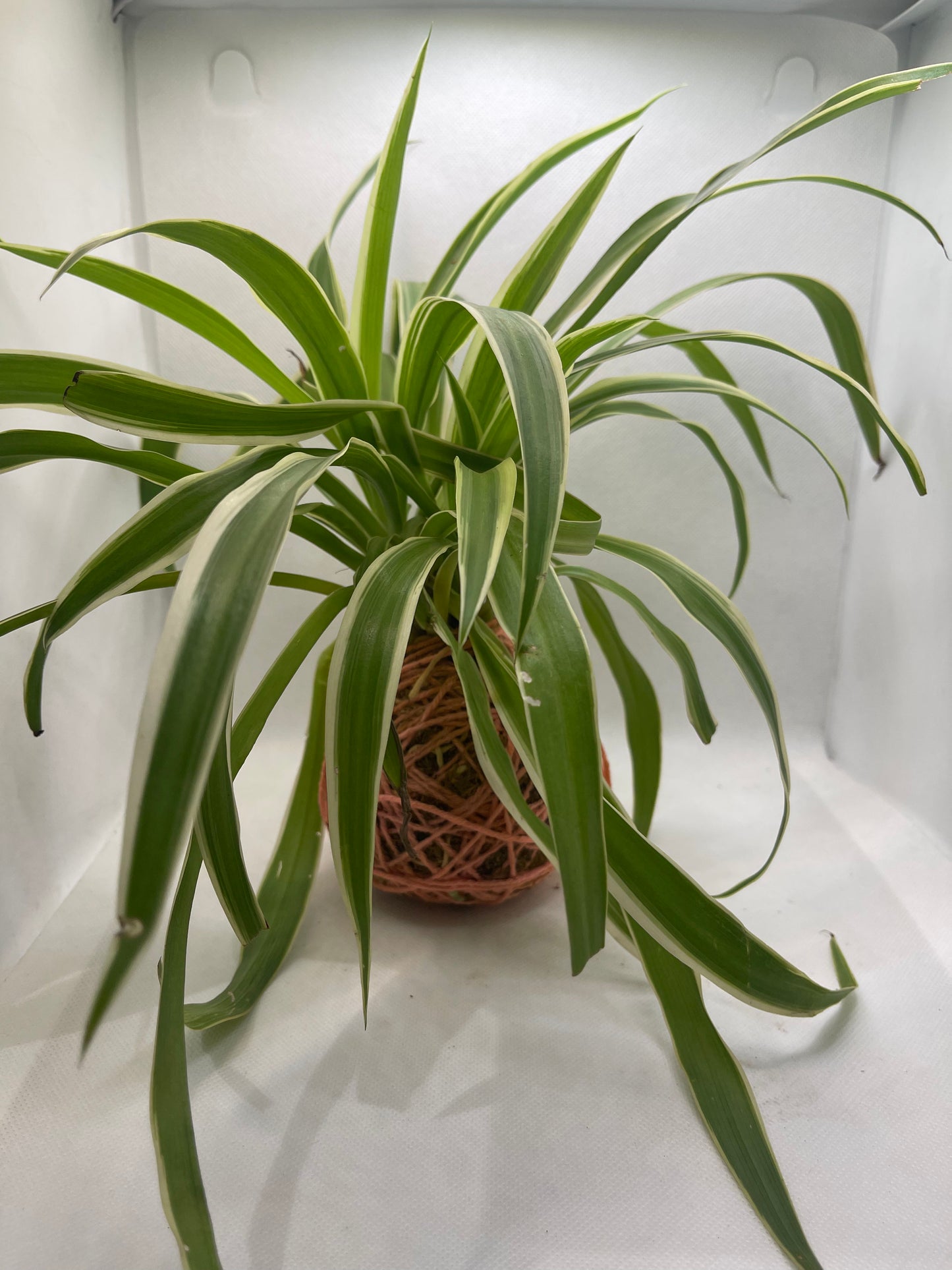 GL147 - Spider plant with Kokedama