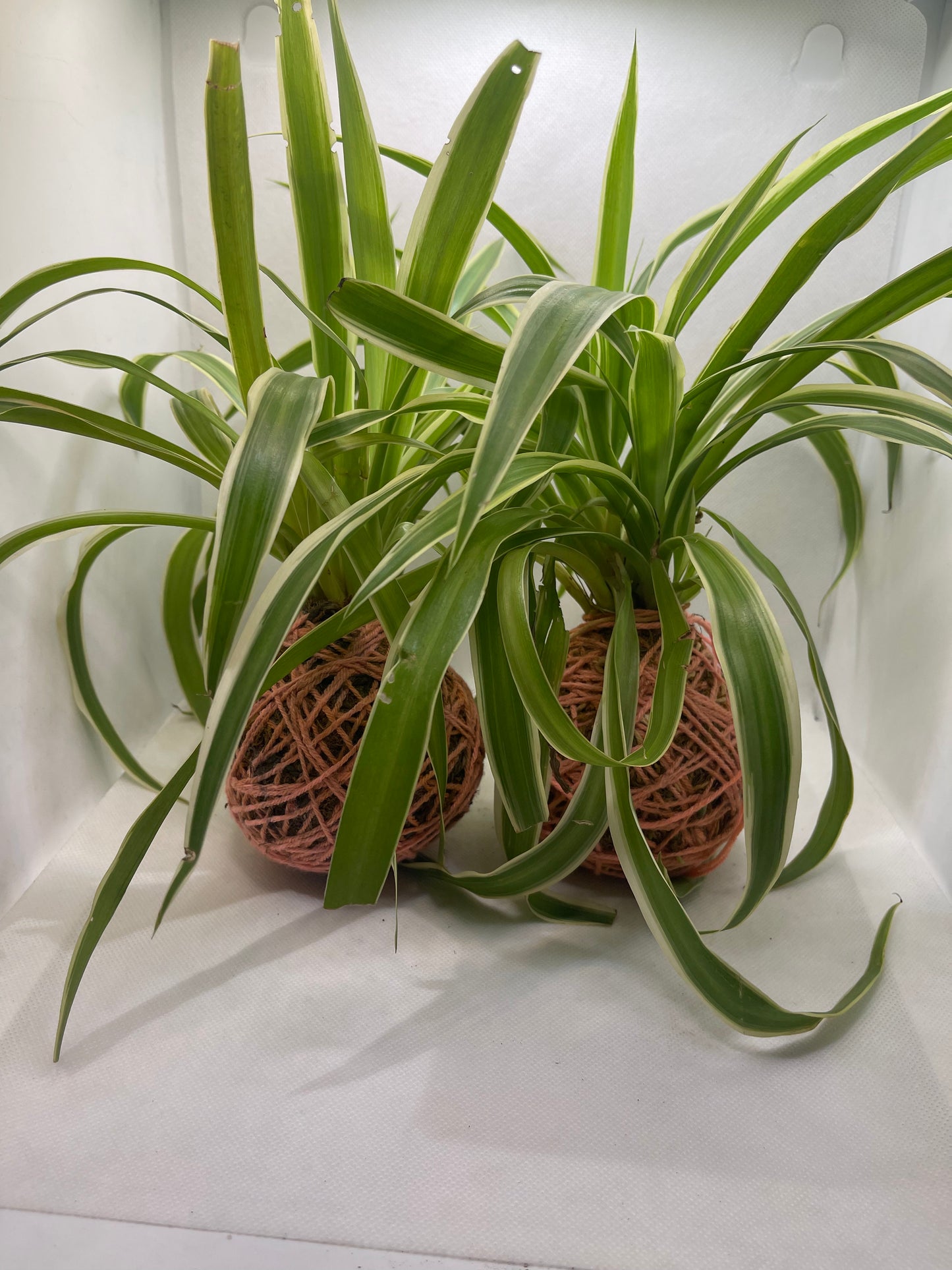 GL147 - Spider plant with Kokedama