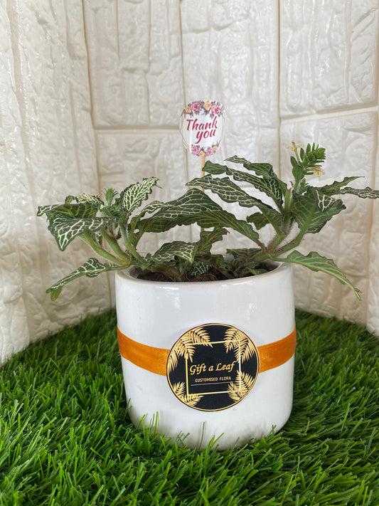 GL40 -  Indoor Fittonia Plant in cylindrical ceramic  Pot