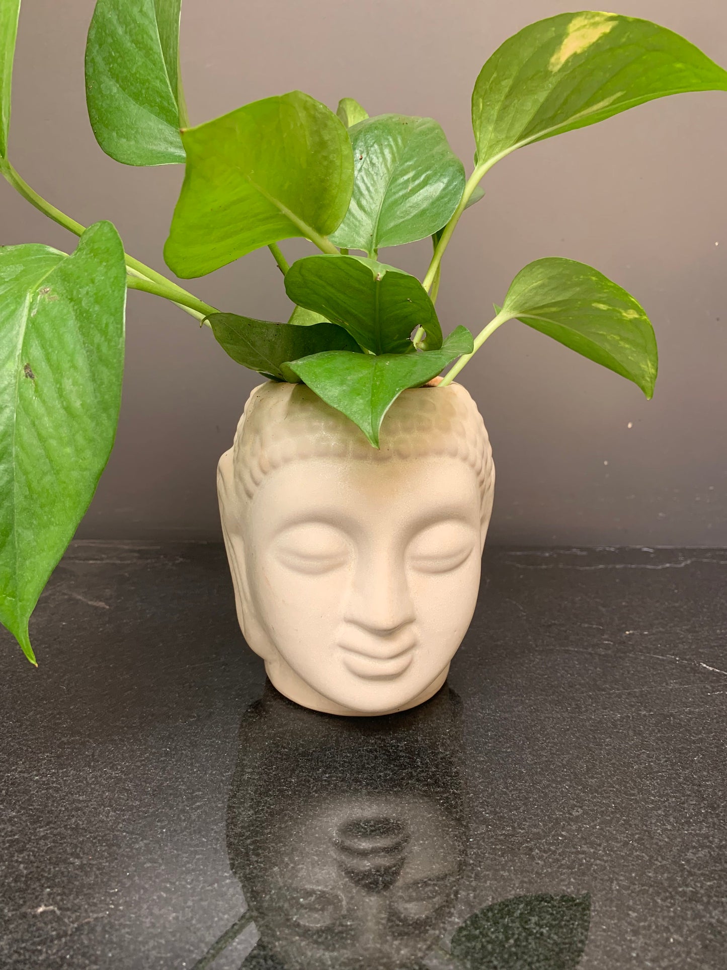 GL29 - Buddha Planter with money plant