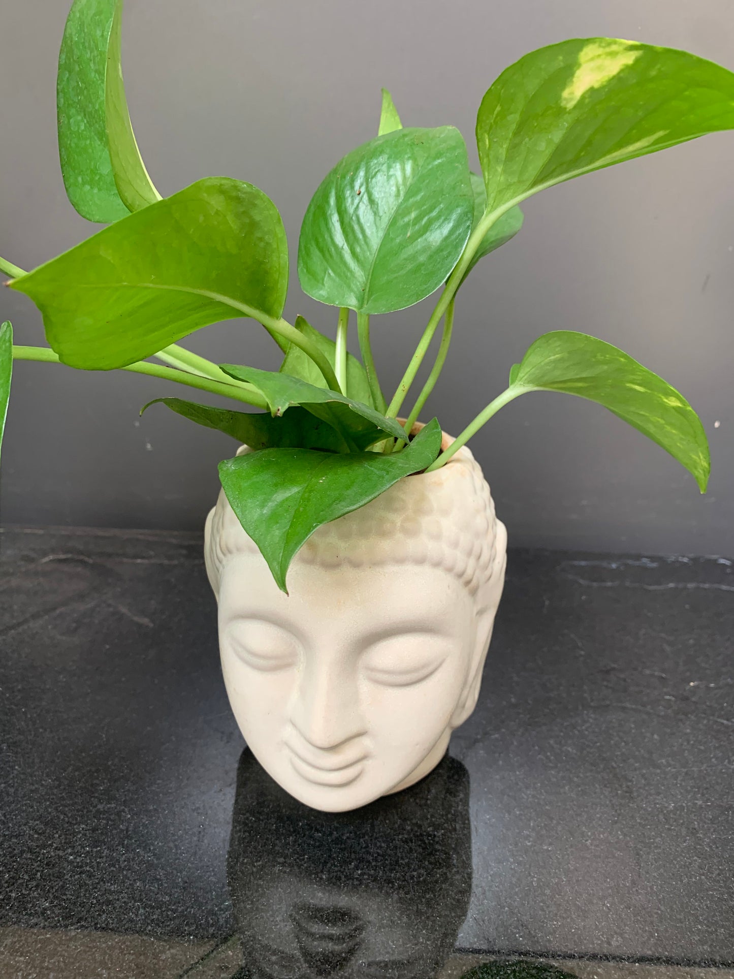 GL29 - Buddha Planter with money plant