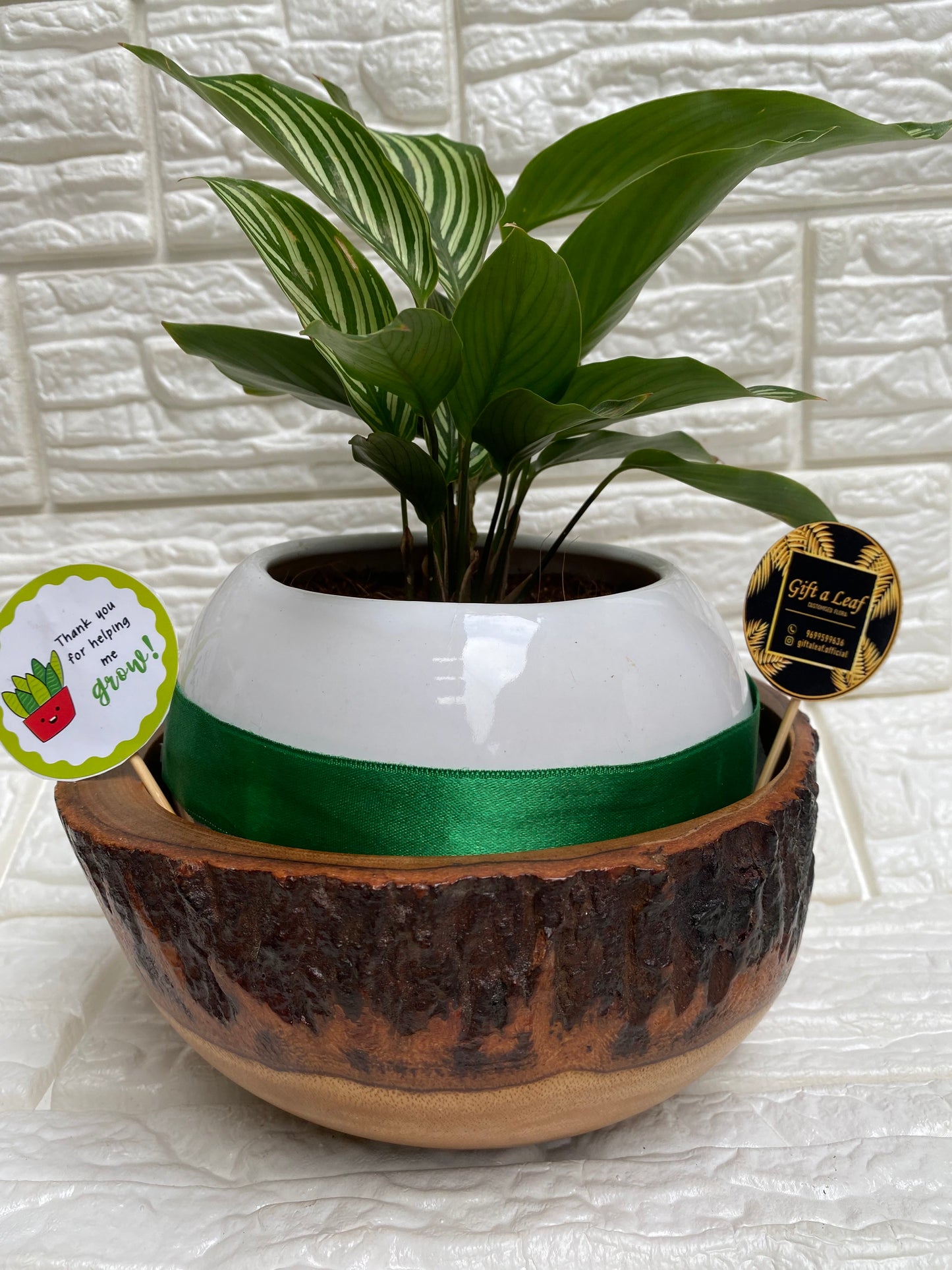 GL66 - Money Plant In Wooden + Ceramic Pot (big)