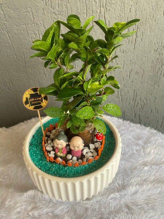 GL144 - Serene Ficus Bonsai Fairy garden  with Senior Couple