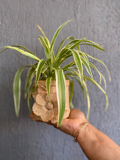 GL145 - Unique Jute Pot With Planter