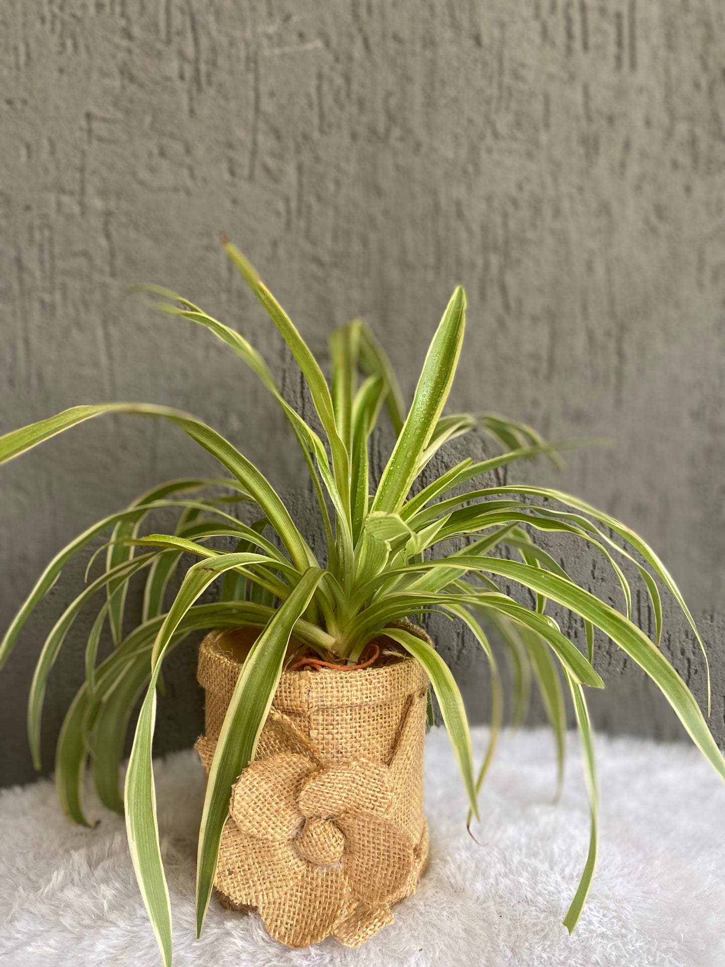 GL145 - Unique Jute Pot With Planter