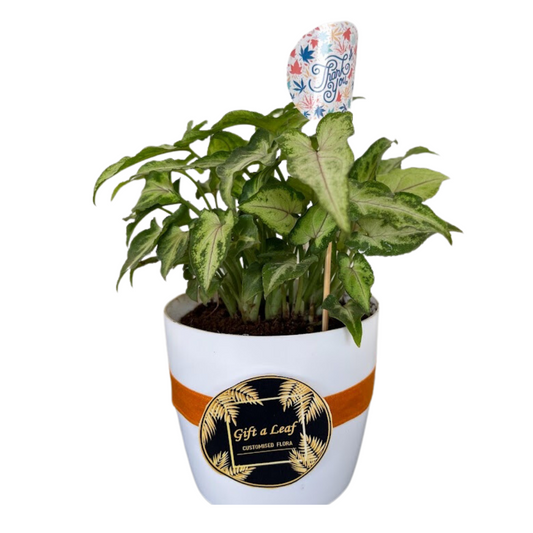 GL48 - Small size Syngorium Indoor Plant in Plastic Pot