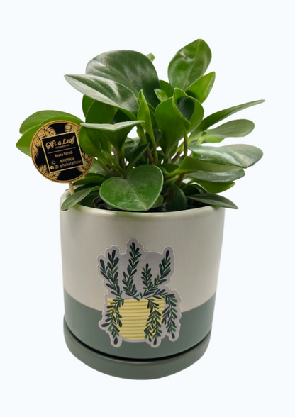 GL97-Peperomia Plant In Dual Tone Ceramic Pot (Single Piece)