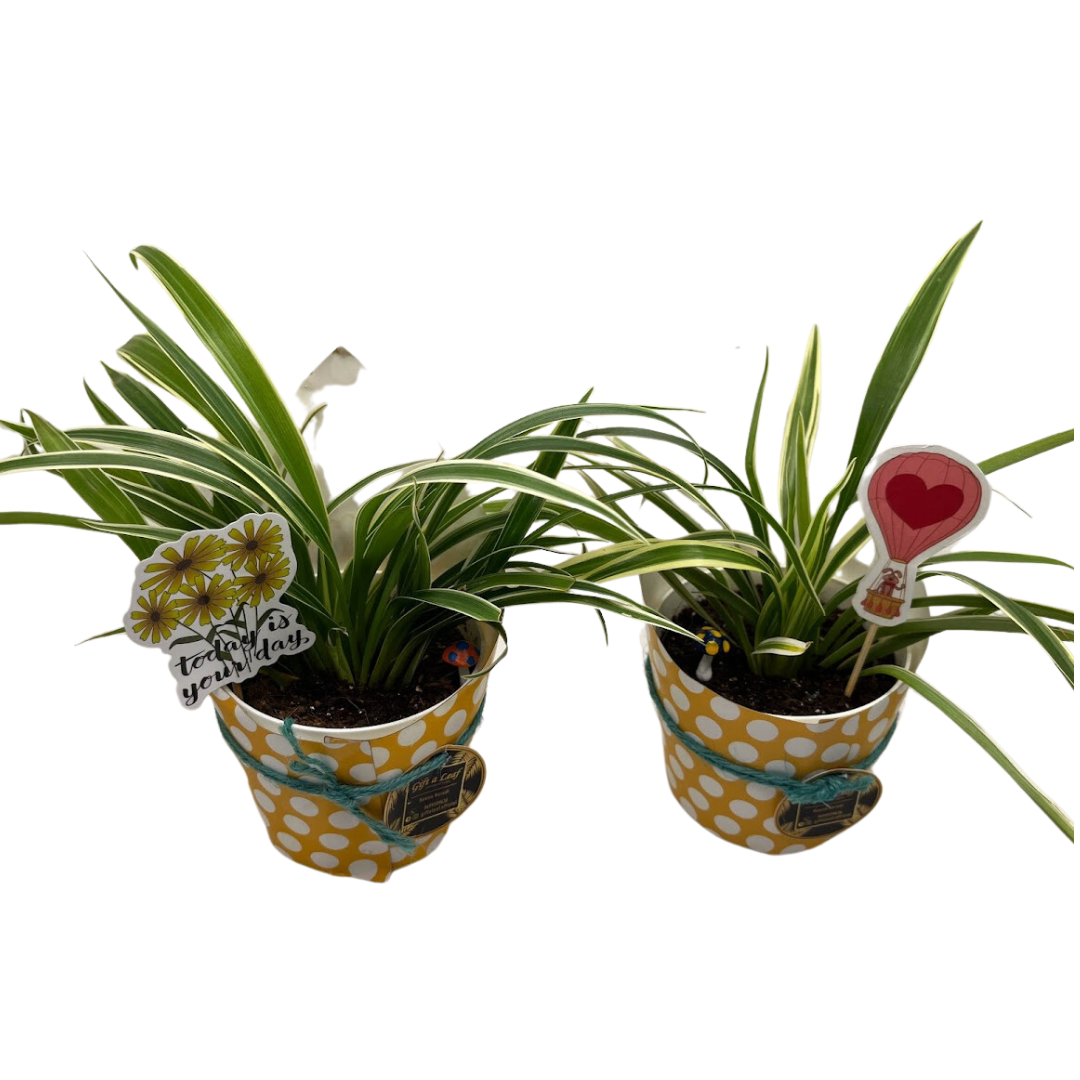 GL82 -  Small size plastic pot with spider plant (Set of 20 plants)