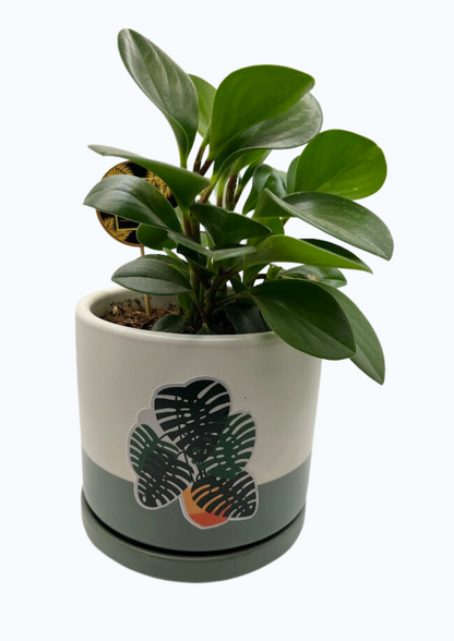 GL97-Peperomia Plant In Dual Tone Ceramic Pot (Single Piece)