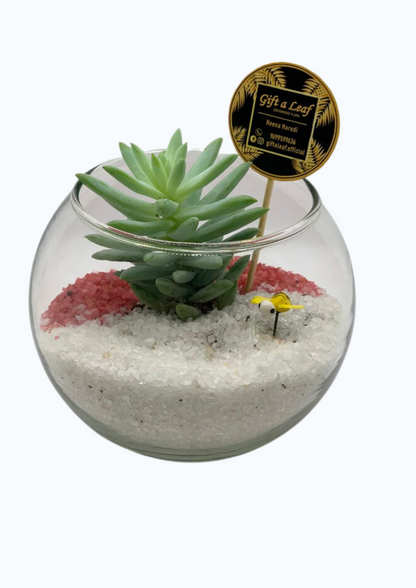 GL108 - White and pink Elegant Terrarium