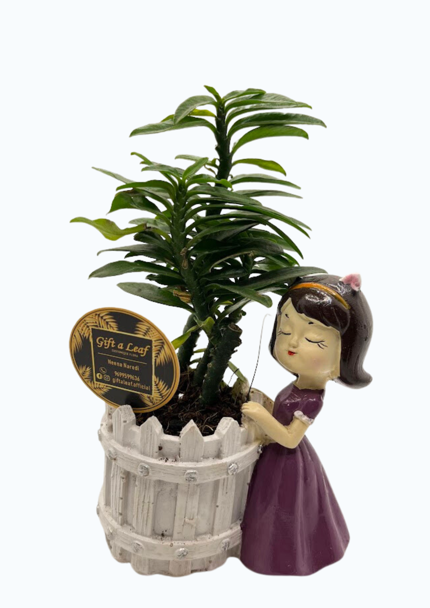 GL125- White & Purple Doll Pot with Vanda Plant (Single Piece)