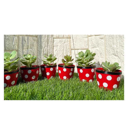 GL94 - Red and White Polka Dot small pot (Set of 10 plants)