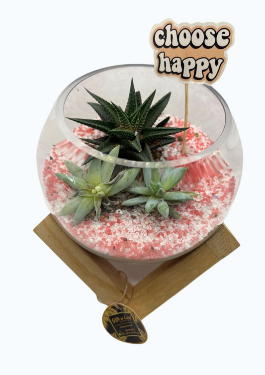 GL105 - Pink Round Terrarium (with wooden stand)