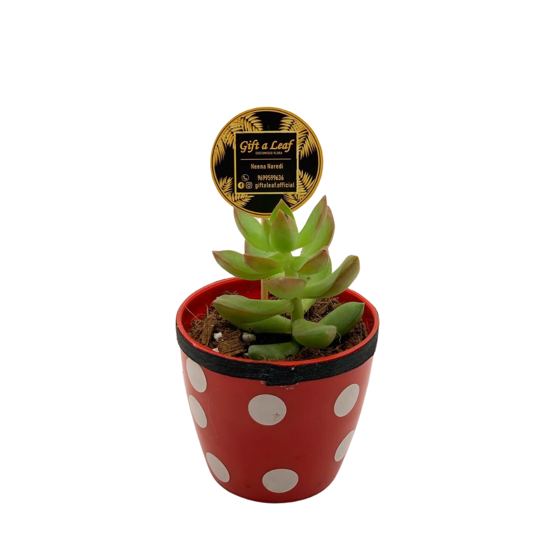 GL94 - Red and White Polka Dot small pot (Set of 10 plants)