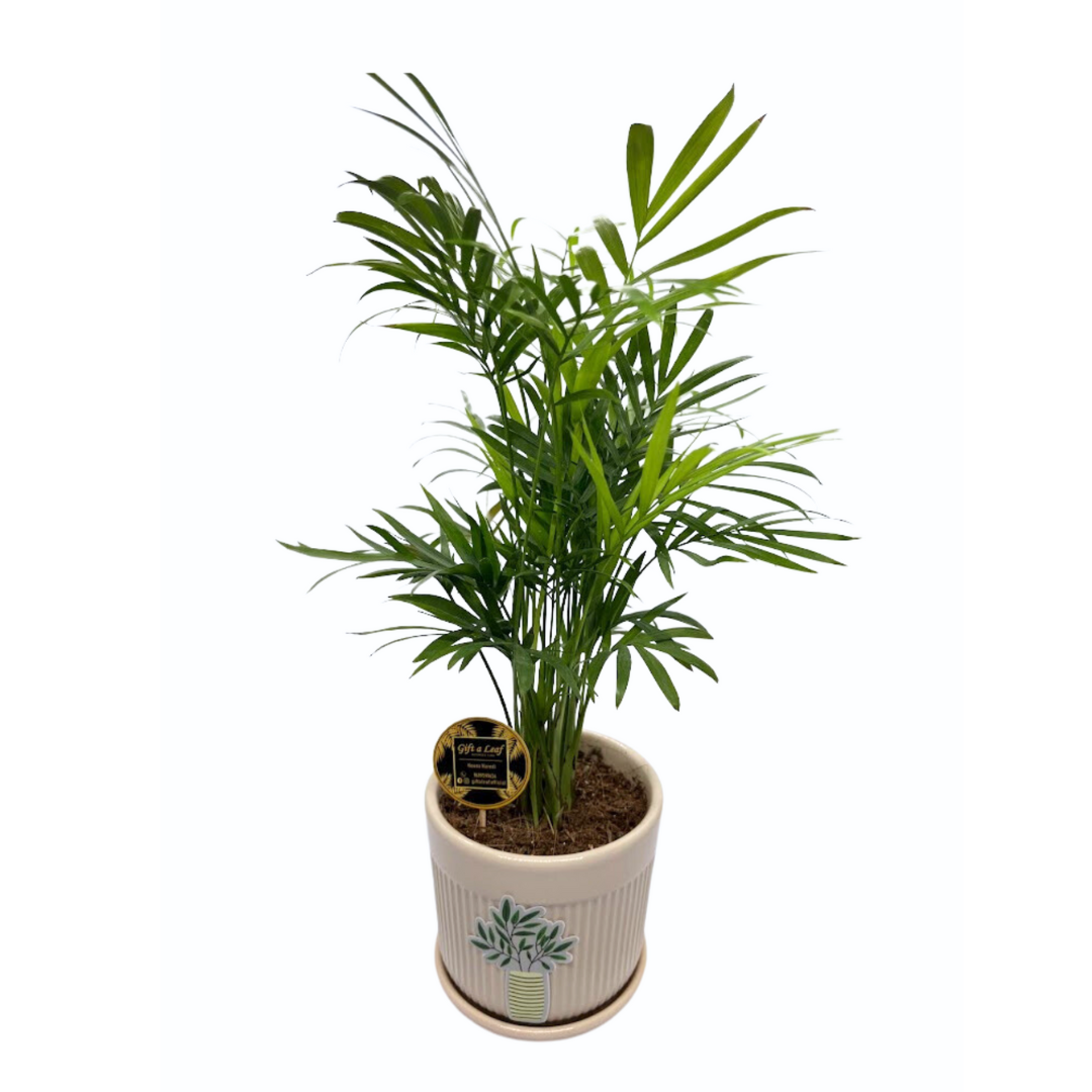 GL96- Bamboo Plant with Single Tone Ceramic Pot (Single piece)