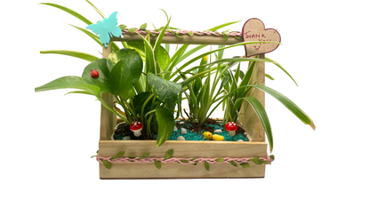 GL130 - Wooden Tray Plant Hamper