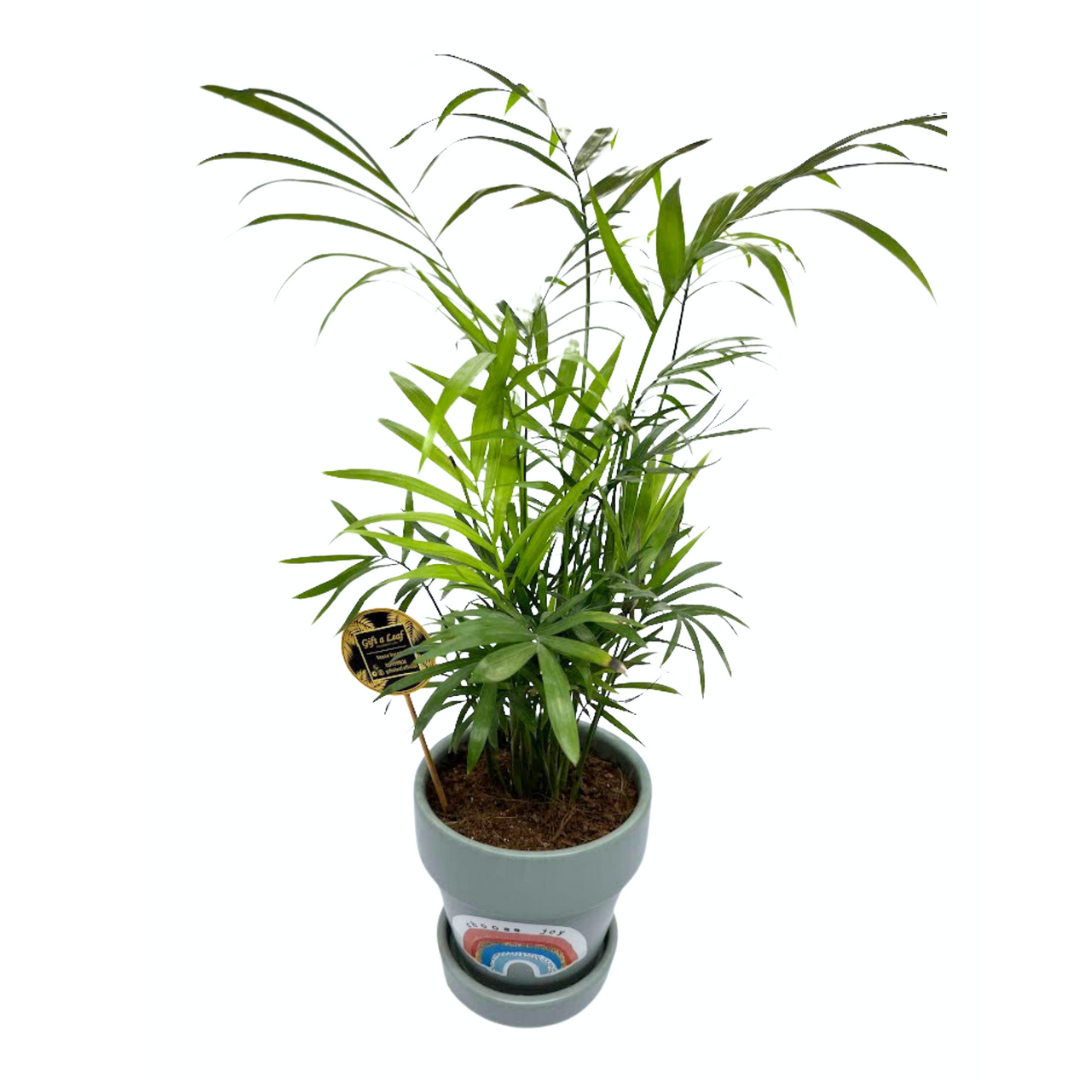 GL95- Bamboo Palm In Single Tone Ceramic Pot (Set of 2)