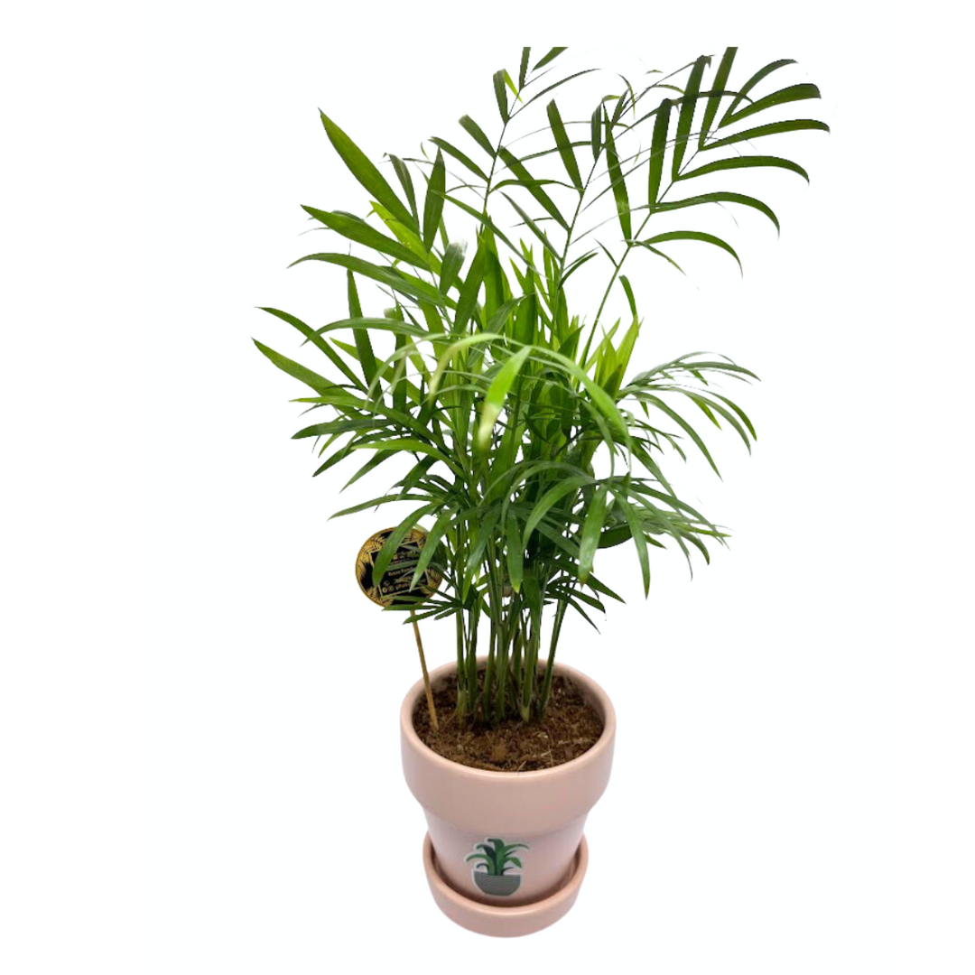 GL95- Bamboo Palm In Single Tone Ceramic Pot (Set of 2)