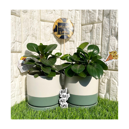 GL97-Peperomia Plant In Dual Tone Ceramic Pot (Single Piece)