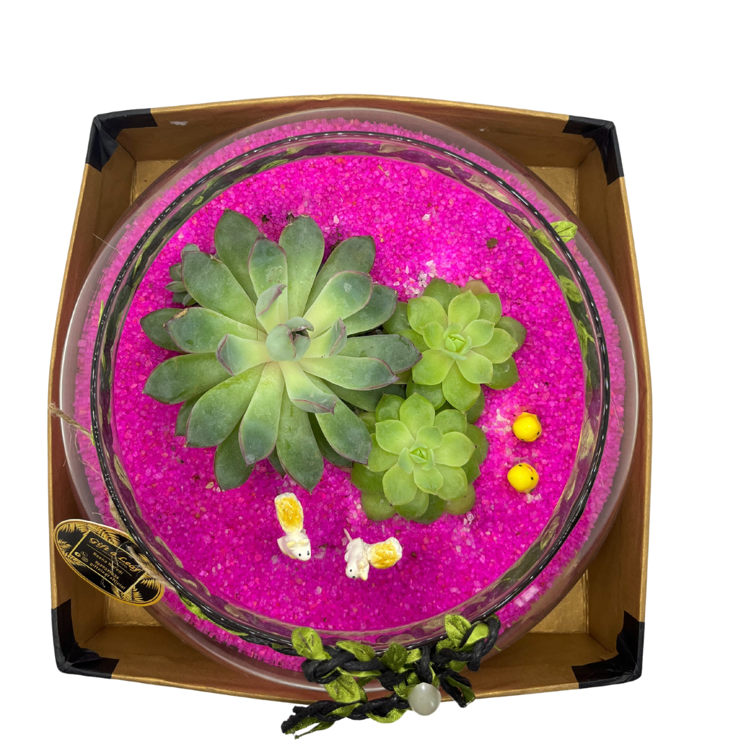 GL106 - Pink Pot Succulent Terrarium