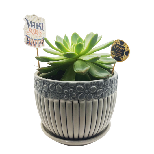 GL138 - Single Big Succulent in Dual Tone Ceramic Plate Pot