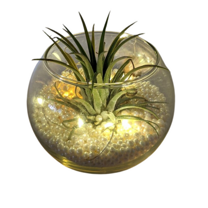 GL142 - Exclusive Air plant with Lights and Pearls