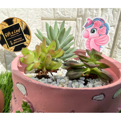 GL113-Succulent in Cute baby Pink Planter