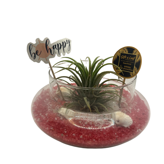 GL150 - Unique Air Plant Terrarium